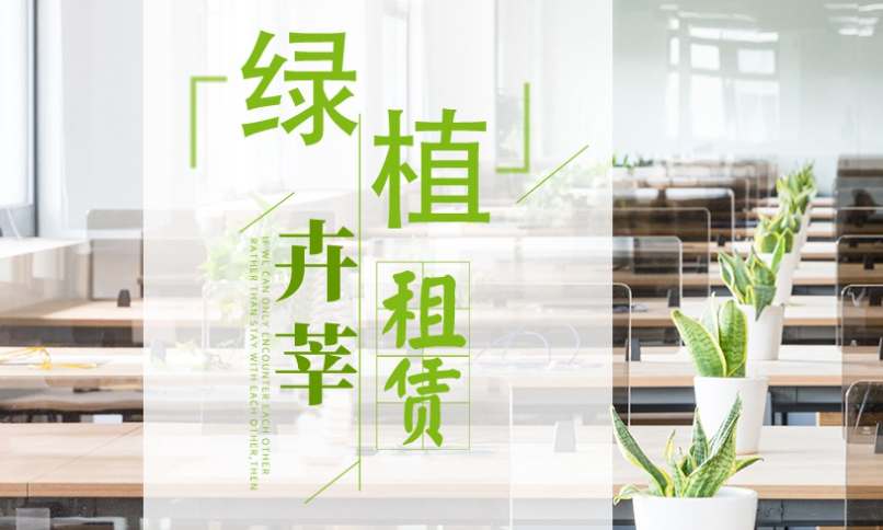 十大吸甲醛的辦公室植物排名